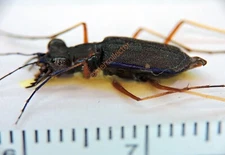 Carabidae- Odontocheila luridipes from French Guiana KBB559