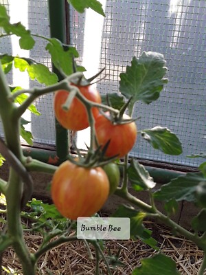 Tomate Sunrise Bumble bee 10 Samen 2024