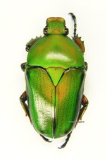 Eudicella for collectors | rare Cetoniidae