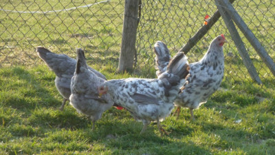12 Bruteier harter Norden Hühner Versand im Spezialkarton hatching eggs