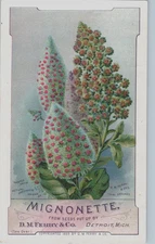Victorian Trade Cards 1889 D.M. Ferry & Co., Mignonette Seeds, Detroit, MI