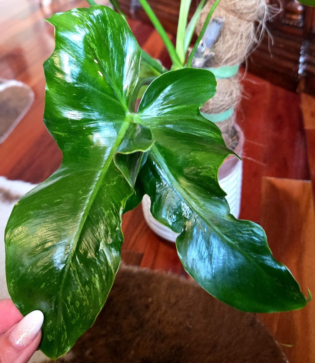Rare XL Philodendron Mutant Mottled Dragon 23" Tall Aroid Not Monstera |  eBay