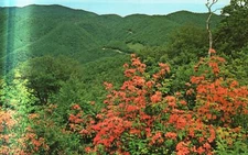 Vintage Postcard Flame Azalea Full Bloom Great Smoky Mountains National Park