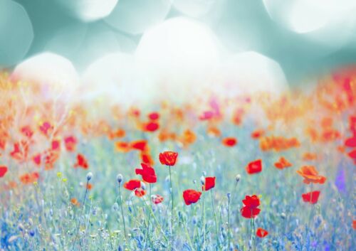 Beautiful Poppy Field Poster Print Size A4 / A3 Garden Flower Poster Gift #8865 - Afbeelding 1 van 3