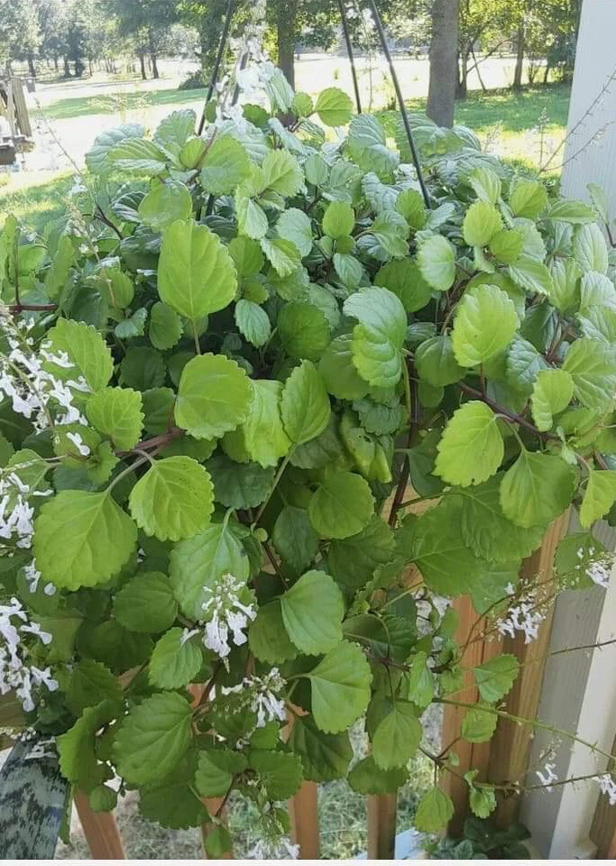 Swedish Ivy Ready to Plant w/ Roots  - Image 2 of 3