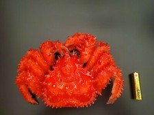 "Fake Snow crab " / You'll be hungry forever