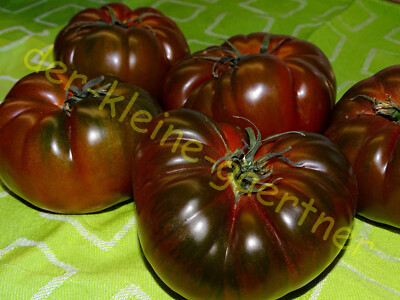 Tomate Black Aisberg Samen – Dunkle Fleischtomate, Aromatisch & Ertragreich