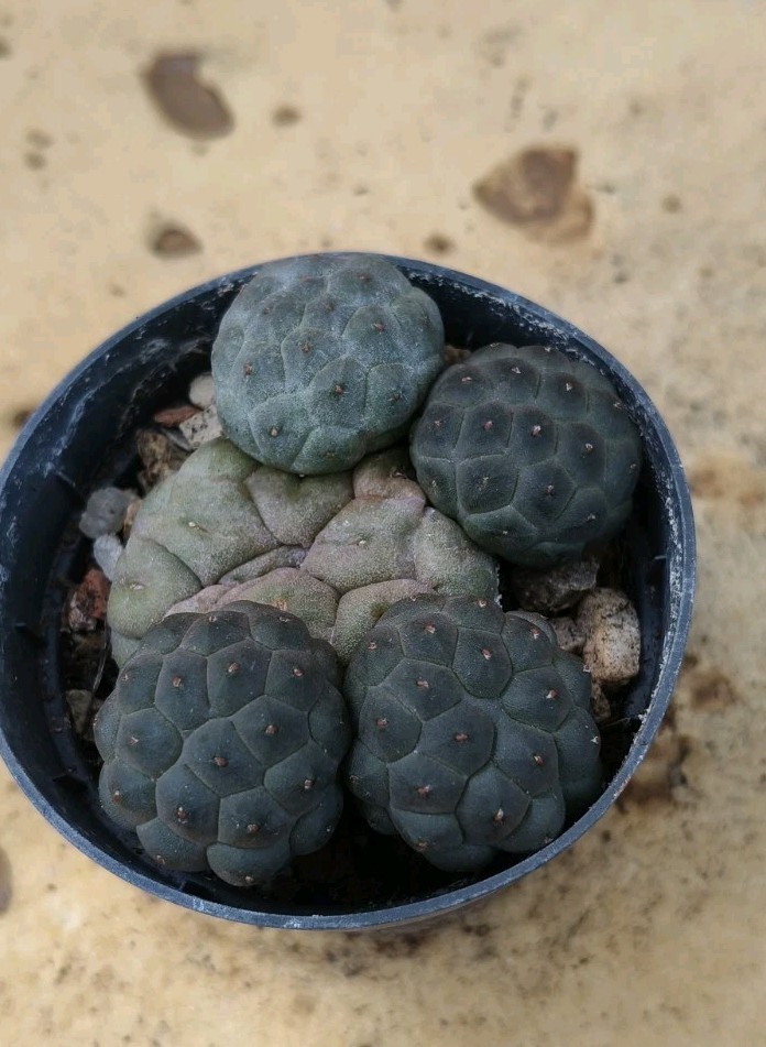 Foto 2 di 4