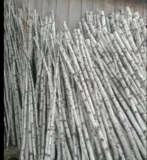 4 All Natural Brich Poles 