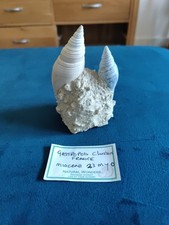 Gastropod Cluster