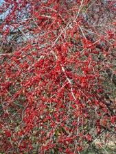 possumhaw (Ilex decidua)—100 seeds ($3.00)