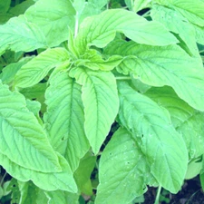 AMARANTH GREEN LEAF 'Amaranthus'  50+ SEEDS