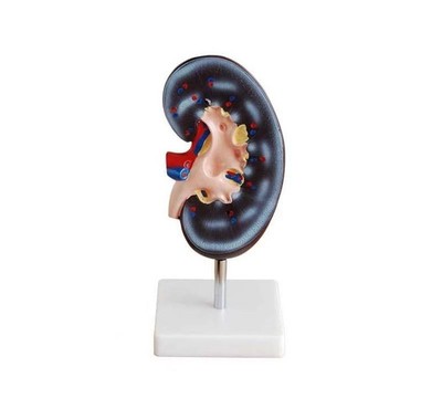 Human Kidney Anatomical Study Model 1 Part Medical Education Tool