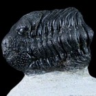 1.6" Phacops Boeckops Stelcki Trilobite Fossil Devonian Arthropod Morocco Coa