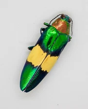 Beetle - Buprestidae -  Chrysochroa maruyamai  (MorF) - Cameron Highlands