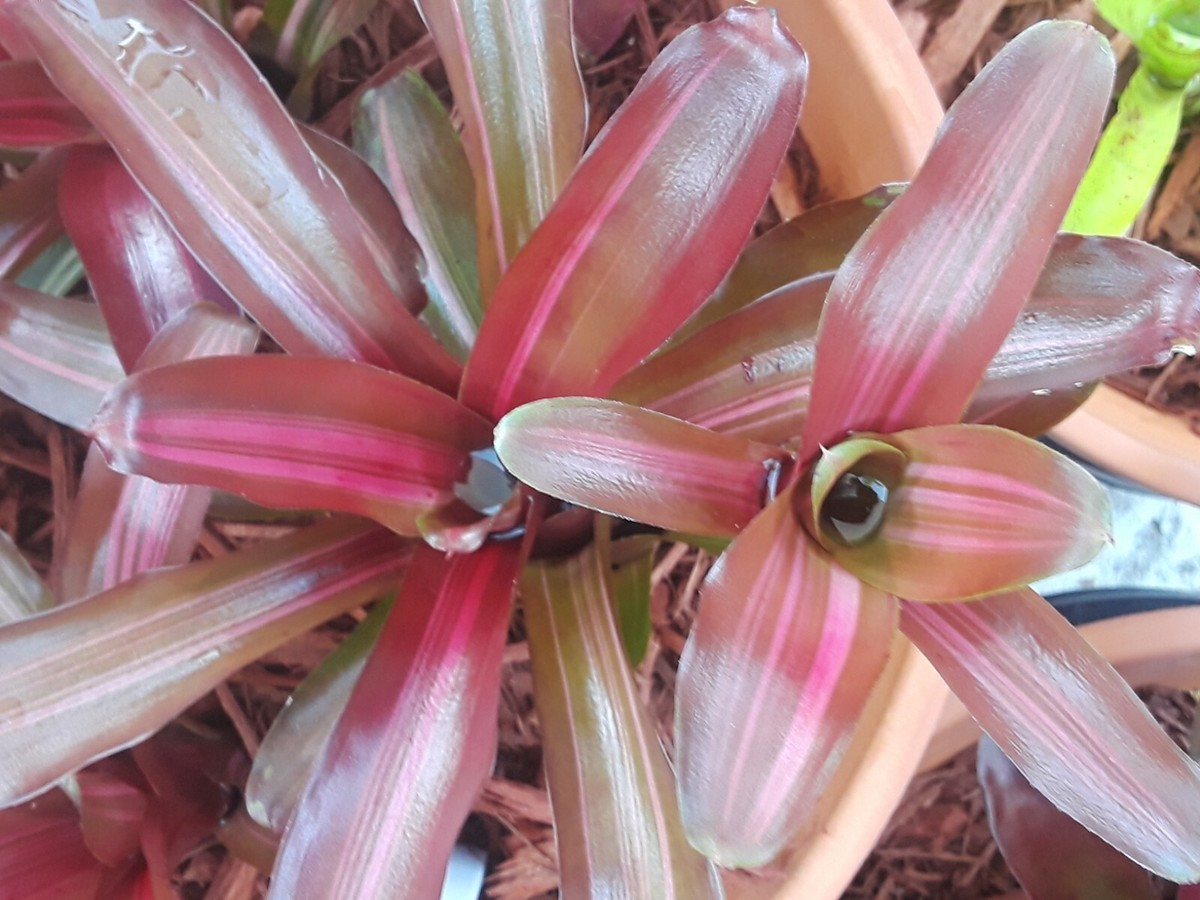 Neoregelia variegated ZOE Bromeliad one tropical plant *SMALL* | eBay