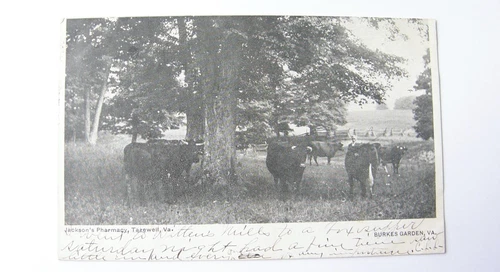 V1031:: Posted 1907, Virginia Beef Cattle, Burkes Garden VA, Tazewell County