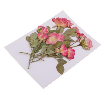 10 Stück mehrere schöne echte Trockenblumen Rose zum Kunsthandwerk