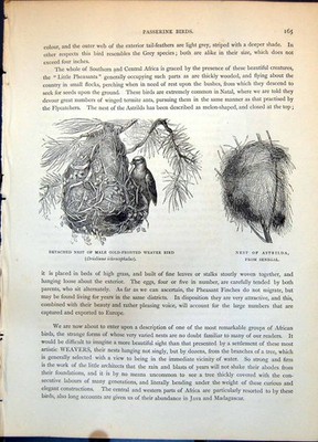 Antiker alter Druck Nest Männchen vorne Weber Vogel Astrilda aufgeschlitzt um 1874 19.