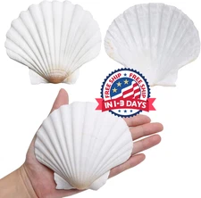 Scallop Shells for Crafts 4-5 Inches, 10pcs Large Sea Shells for Decorating, ...