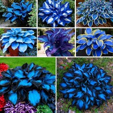 Hosta Seeds for Planting, 300 Mixed Color Perennial Seed, Mix..