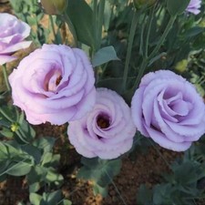 20 SEEDS violet purple LISIANTHUS Prairie Gentian Eustoma flower USA Seller