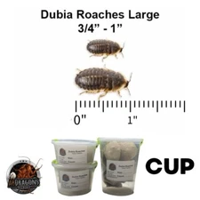 Live Dubia Roaches Large 3/4" to 1" Qty 50-400| Reptile Feeders | Live Guarantee