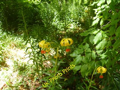 Foto 12x8 Mount Usher Gardens [2] Ballinalea Eine Nahaufnahme der Blumen in der c2015