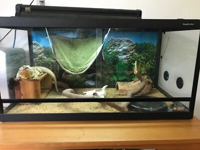 Bearded Dragon And Enclosure Reptiles Amphibians Gumtree