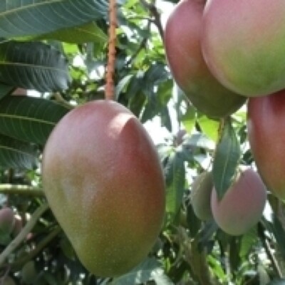 Pianta Di Mango Mangifera Indica H 140CM FRUTTI TROPICALI (IRWIN - Foto 7