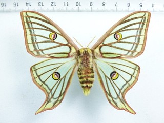 ENTOMOLOGY BUTTERFLY: GRAELLSIA ISABELLAE SSP? FEMALE PYRENEE / SPAIN / ESPAGNA