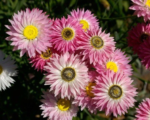 Pink and White Everlasting Daisy Paper dais7 (Rhodanthe chlorocephala) 75 Seeds - Picture 4 of 5