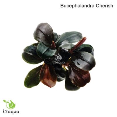 Bucephalandra 60 species Live Aquarium Plants Terrarium Tropical