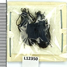 Carabidae, Carabus kurinensis pseudodiamesus, pair, A1, Russia