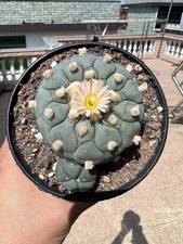 1pc 6-10cm Rare Cacti Plant WYSIWYG seedling Boutique Decor Garden Sale