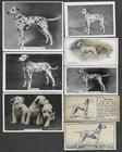8 Different Vintage DALMATIAN Tobacco/Cigarette Dog Cards