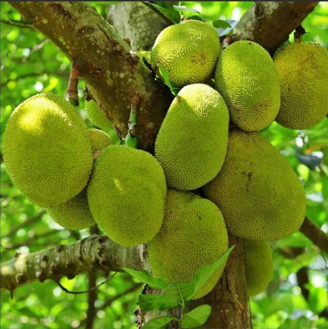 Dwarf Jackfruit Tree