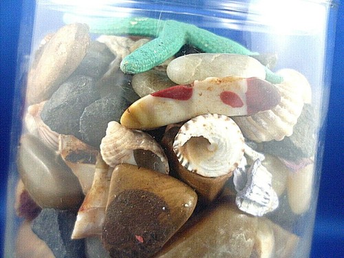Retro STAR FISH / CORAL / SEA SHELLS in Art Glass Display Jar COLLECTABLE DECOR - Imagen 9 de 10
