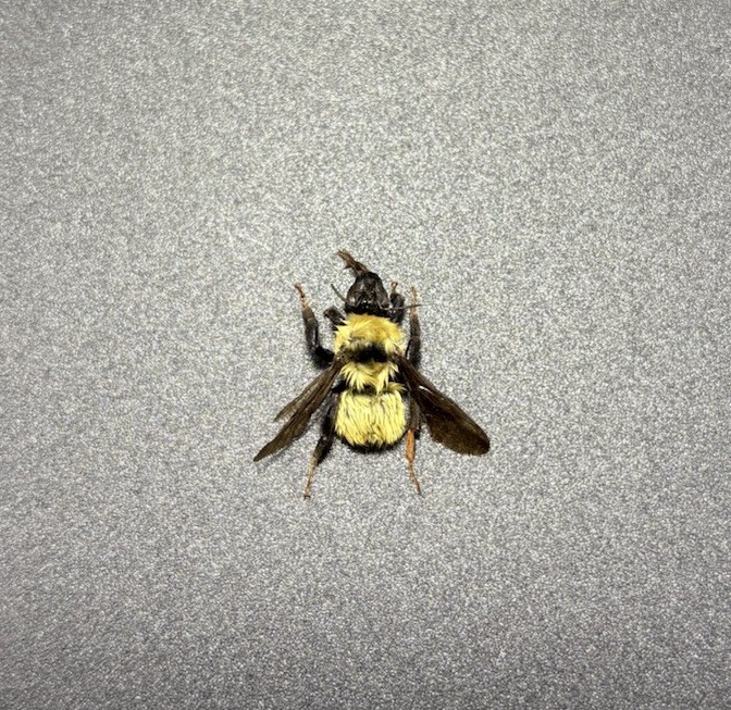 Hymenoptera Apidae Bombus (1) (South Dakota) Bumblebee Bee Xylocopa insect