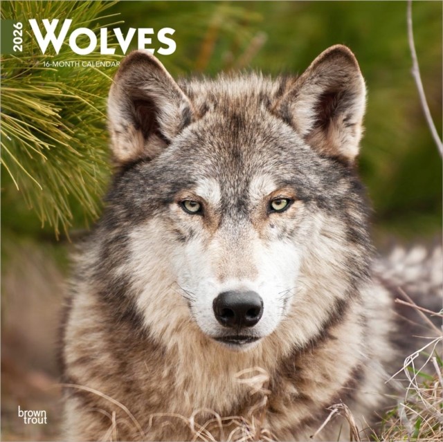 Wolves 2026 Square Flap Calendar (Calendar)