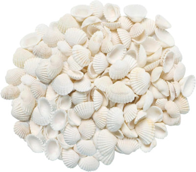 Small Tiny White Sea Shells Mini Clam Bulk Candle DIY Craft Shell Natural Seashe