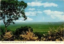 Jamaica, Larry Witt, 1981, sugar plantation, lush plains, bananas, co Postcard
