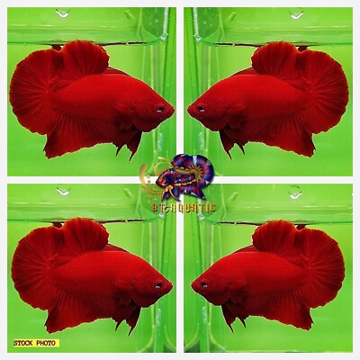Live Betta Fish High Quality HMPK Male Super Red