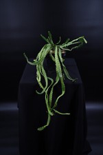 Euphorbia stellata - Caudex