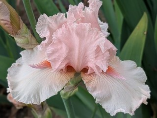 'Pagan Pink' Tall Bearded Iris Rhizome PRE SALE to Ship Aug/Sept