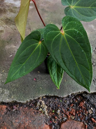 Actually Nyata, Anthurium Orange Dot