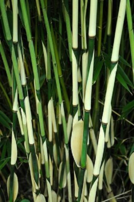 50 Fargesia Bamboo Seeds Privacy Garden Clumping Exotic Shade Seed 397 US  Seller | eBay