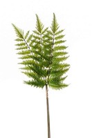 Artplants Kunstzweig Schwertfarn Zweig Halima, GrüN, 60Cm