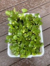  15 Water Hyacinth Koi Pond Floating Plants Rid Algae Medium- Small 2-4  Filter