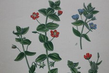 Fleur BOTANIQUE Lithographie Planche XIXè MASCLEF / BONNIER 1891 - Mouron 